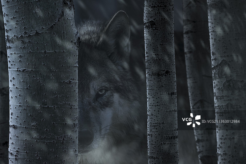 林海风雪狼出没图片素材