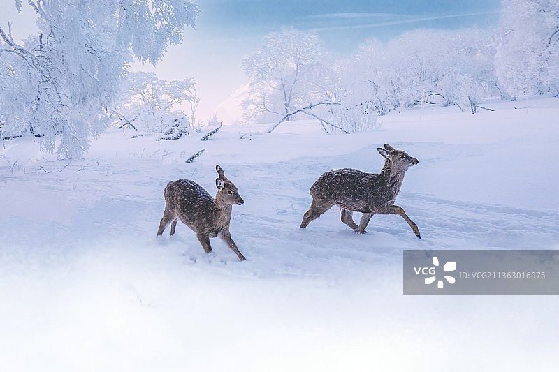 冬日鹿鸣图片素材