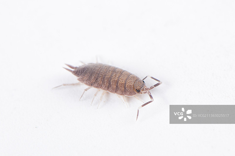 白色背景上的西瓜虫潮虫图片素材