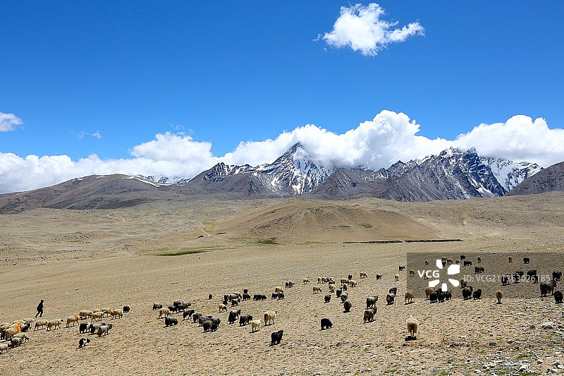 宗措湖边雪山下的牧羊人图片素材