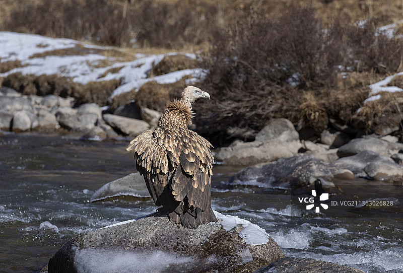 秃鹫，鸟类，猛禽，特写，肖像，食腐动物，飞翔，可可西里，三江源国家公园，无人区，鸟图片素材