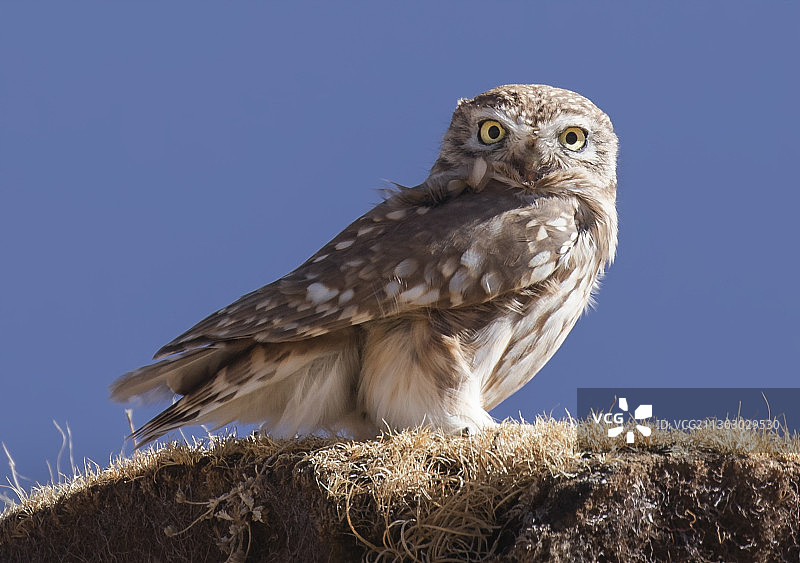 纵纹腹小鸮，猫头鹰，鸟类，猛禽，三江源国家公园，可可西里，青藏高原，眼睛，高原，鸟，动物主题图片素材