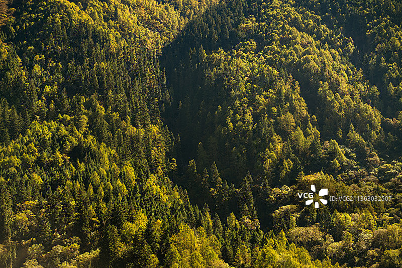 四姑娘山  长坪沟 树林  风光图片素材