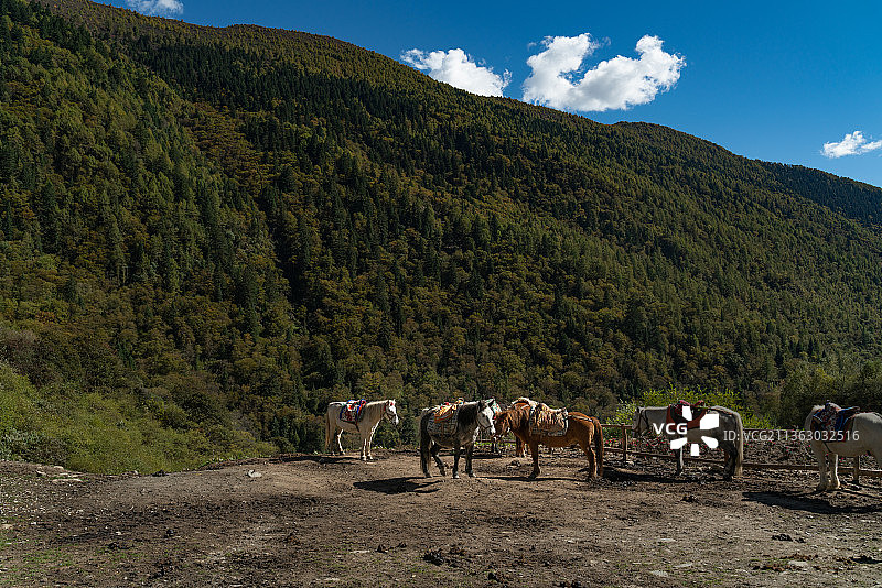 四姑娘山  长坪沟 马队 风光图片素材