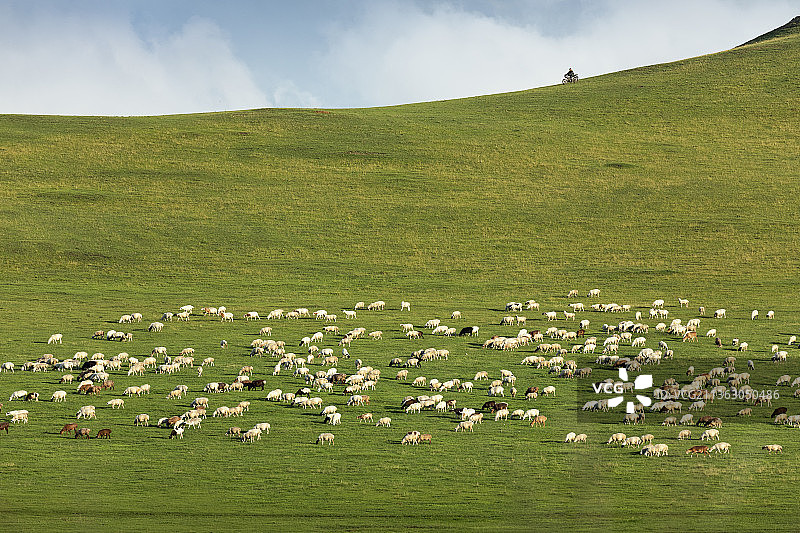 夏天的呼伦贝尔草原，羊群，夏天，绿色，草原，草场，畜牧业，牧业，夏天，夏季，优美，大自然，绿色图片素材