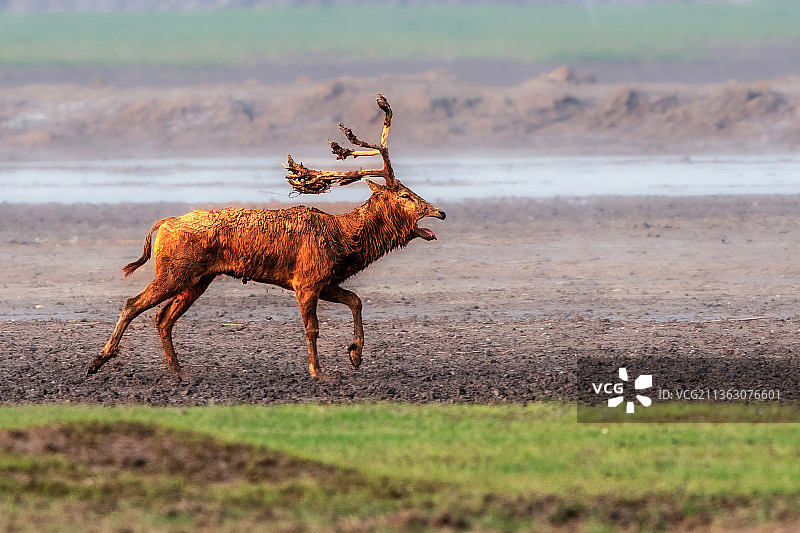 麋鹿----咆啸而来图片素材