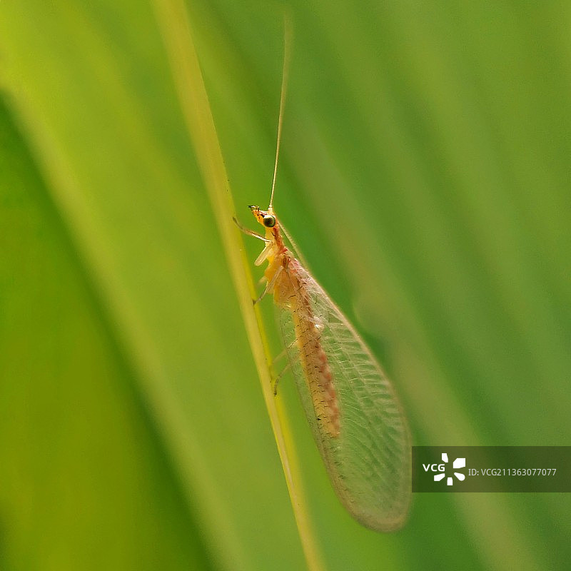 草蛉图片素材