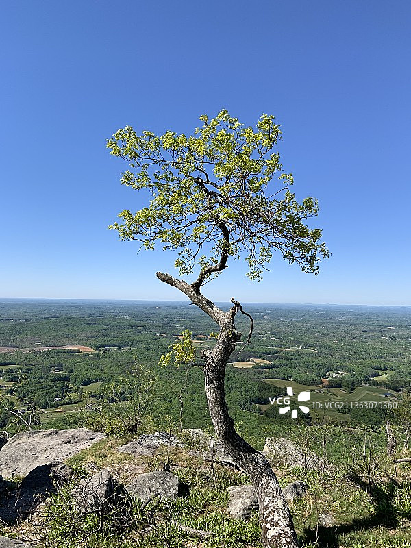 飞行员山，树木在田野上的风景，背景是晴朗的蓝天图片素材
