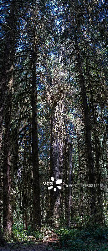 霍河雨林苔藓大厅，森林中的树木图片素材