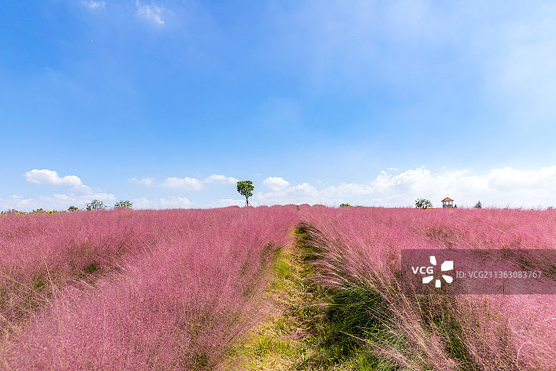 粉黛乱子草图片素材