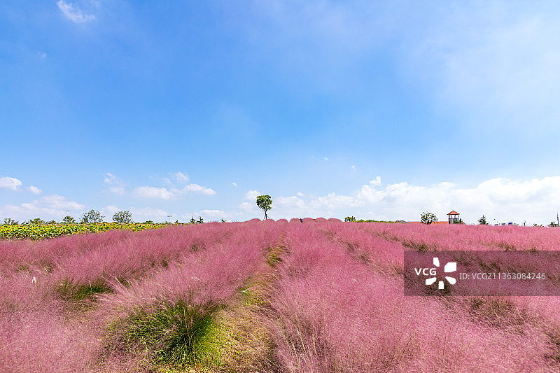 粉黛乱子草图片素材