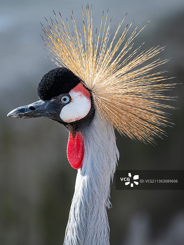 灰冠鹤图片素材