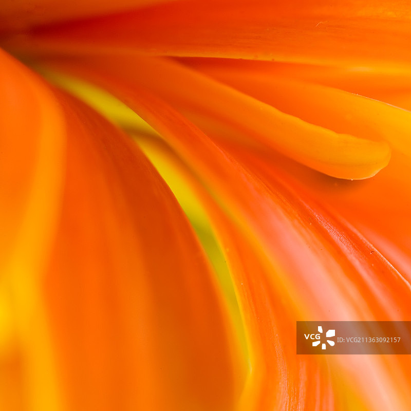 太阳菊抽象画图片素材