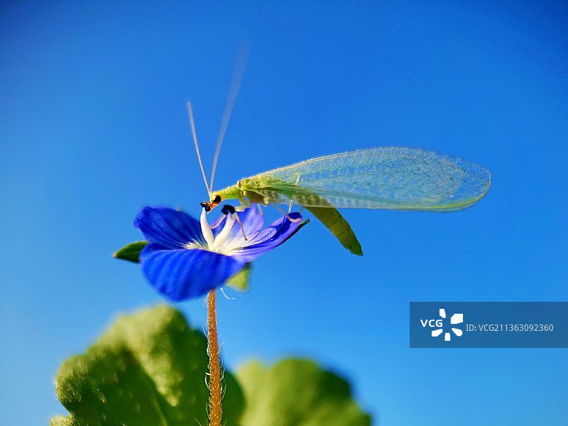 草蛉赏花图片素材
