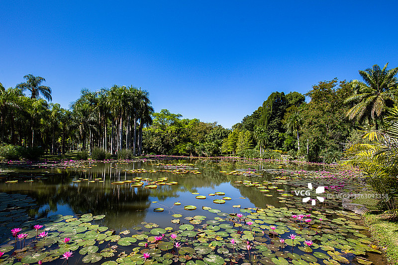 西双版纳中科院植物园图片素材