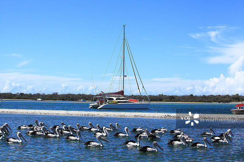 澳大利亚布里斯班海湾 鹈鹕鸟图片素材