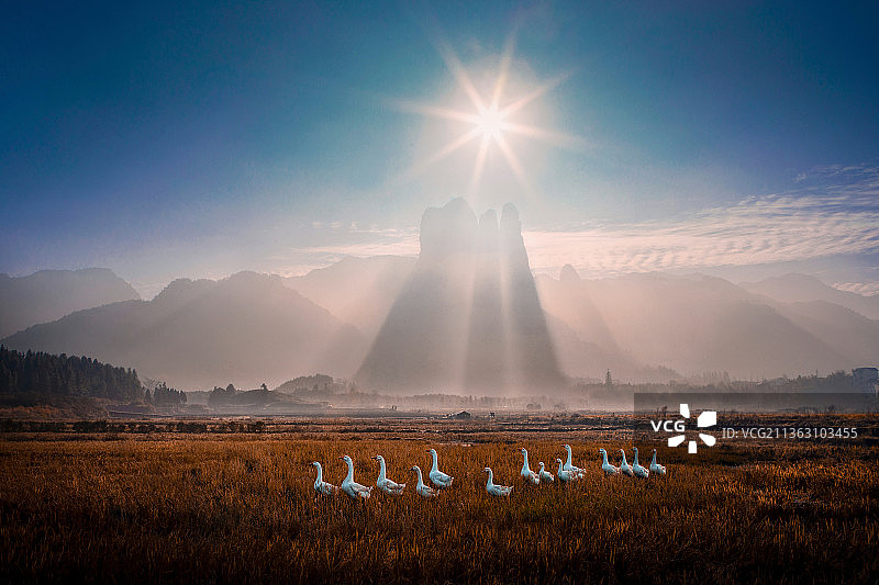 三爿石下鹅成群图片素材