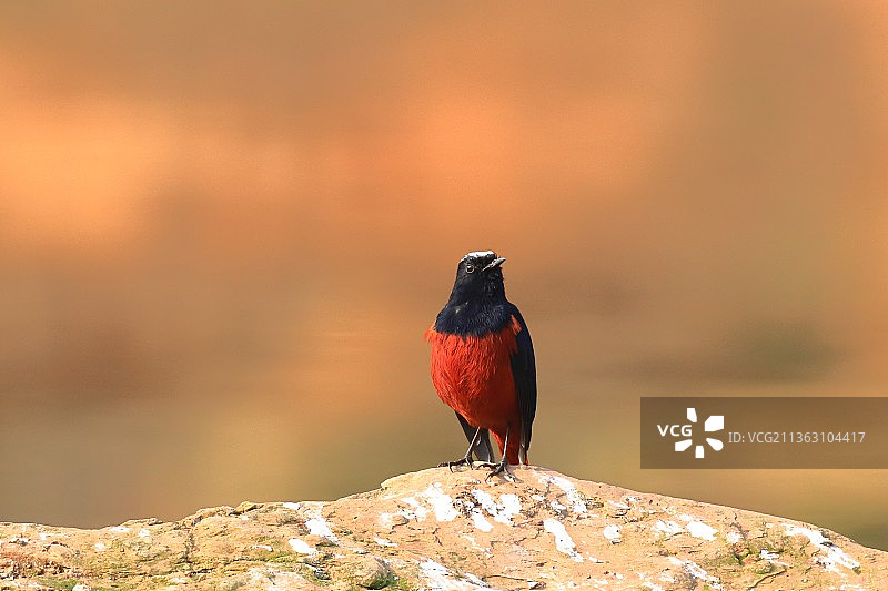 白顶溪鸲图片素材