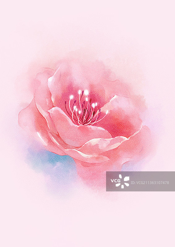 山茶花图片素材