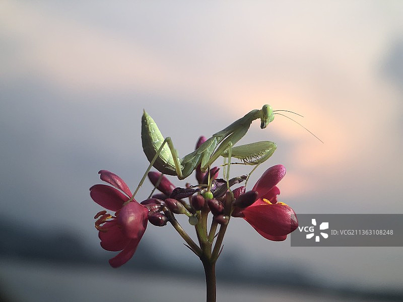 赏花图片素材