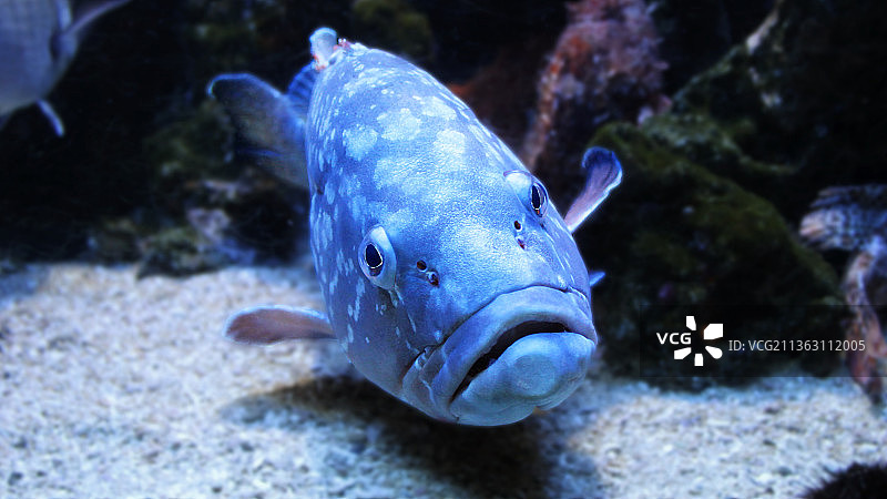 鱼的特写：海中游动的石斑鱼图片素材