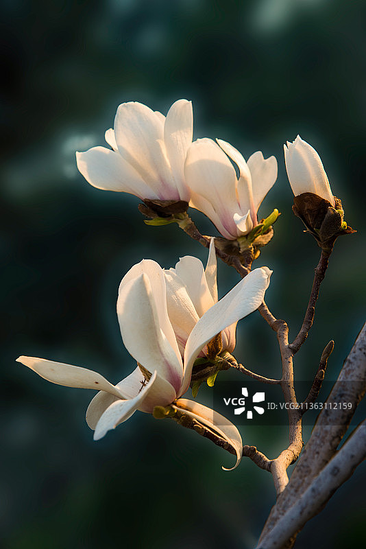 玉兰花图片素材