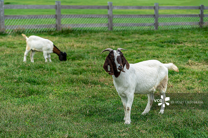 波尔山羊图片素材