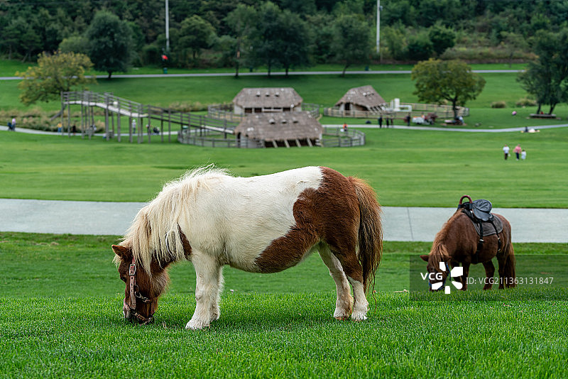 大连三寰牧场里的矮脚马图片素材