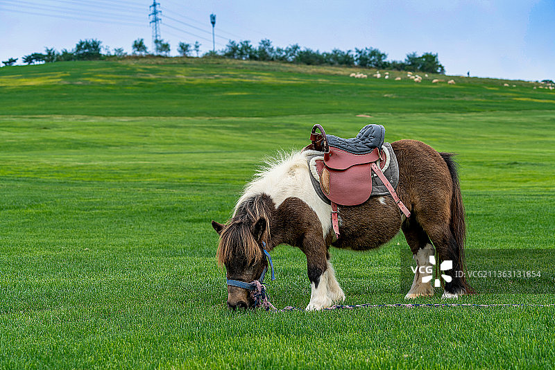 大连三寰牧场里的矮脚马图片素材