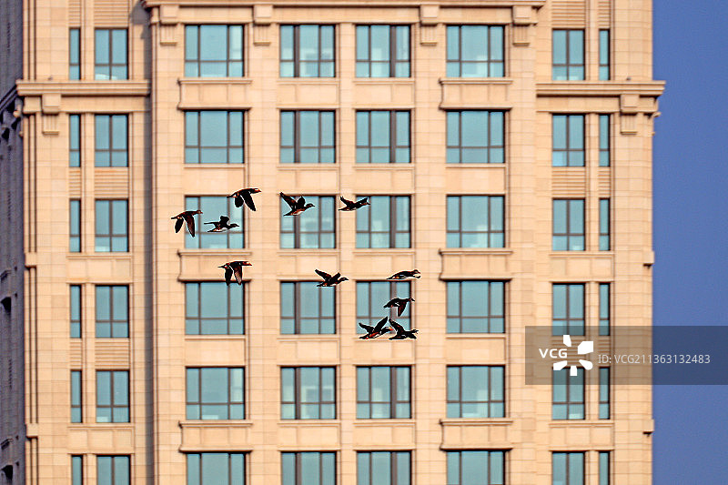 大楼前飞过的水鸟群图片素材