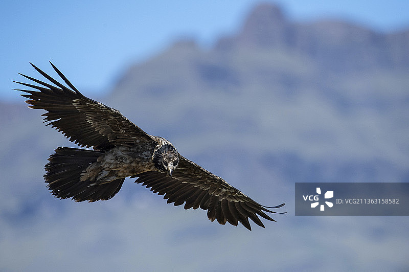 仰视南非巨人城堡：白头海雕飞翔。图片素材