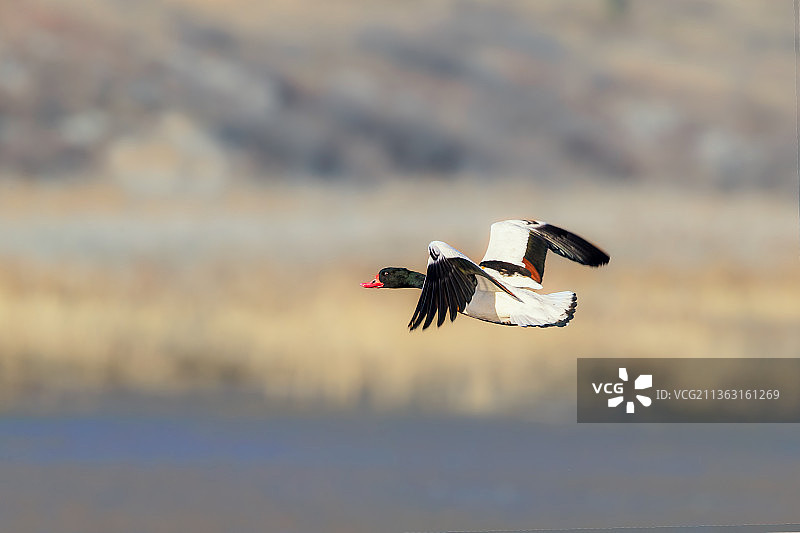 翘鼻麻鸭----海滩傲游图片素材