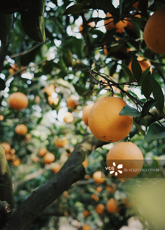 冬日橘园图片素材