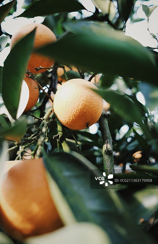 冬日橘园图片素材