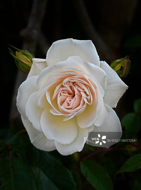 白色玫瑰花特写，英国橄榄球图片素材