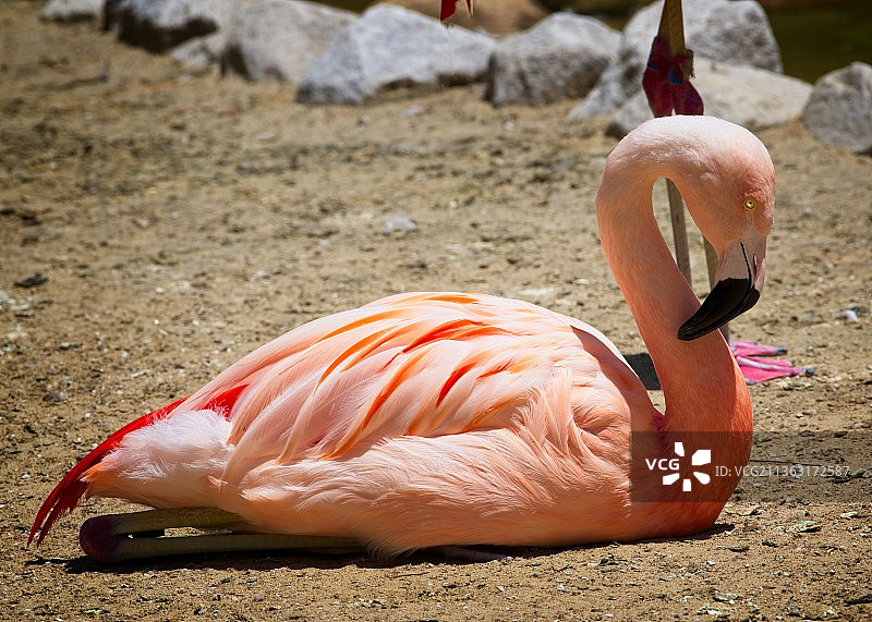田野上美洲红鹳的特写，美国田纳西州孟菲斯图片素材