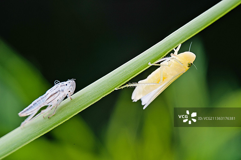 羽化的叶蝉图片素材