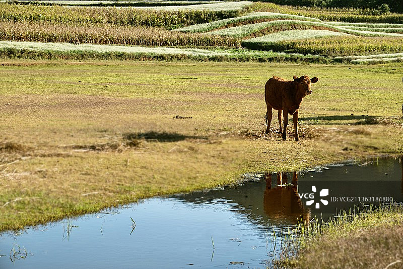 孤独的小牛图片素材