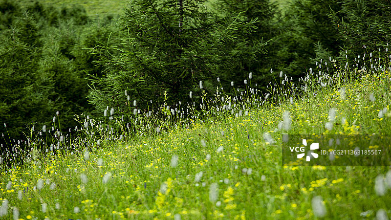 河北丰宁县七彩森林景区图片素材