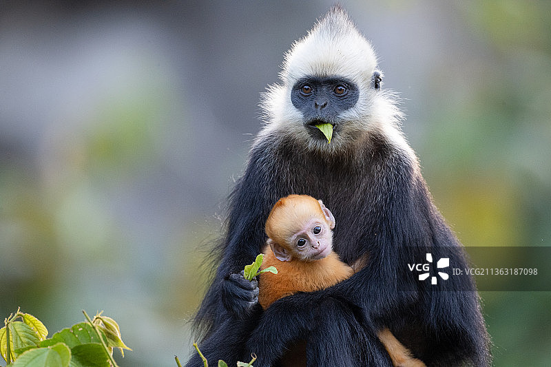 白头叶猴图片素材