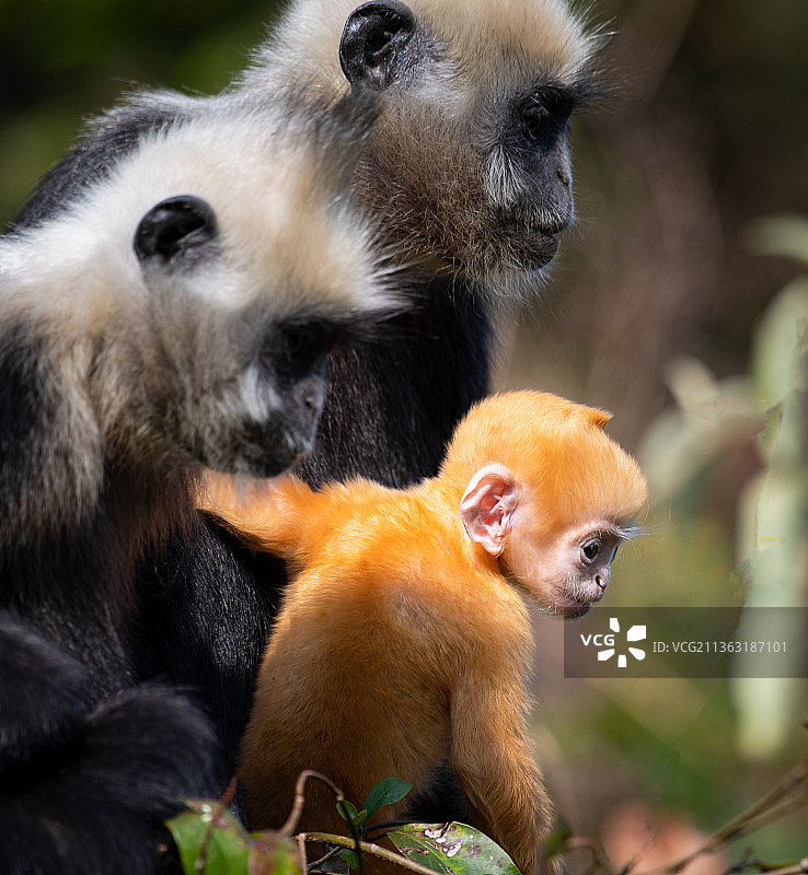 白头叶猴图片素材