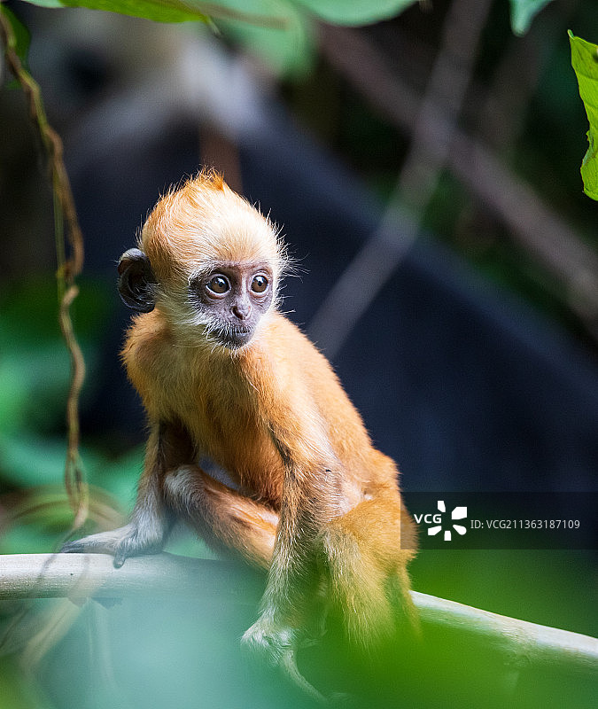 白头叶猴图片素材