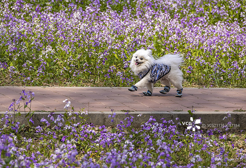 开心的小狗图片素材