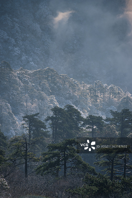 冬季里的大山雪景雾松清凉峰黄山图片素材