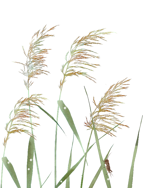 秋天芦苇露珠蚂蚱素材图片素材