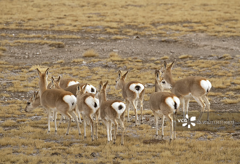 藏原羚，藏羚羊，三江源国家公园，可可西里，自然保护区，羊，秋天，动物，哺乳动物，野生动物，群居动物图片素材