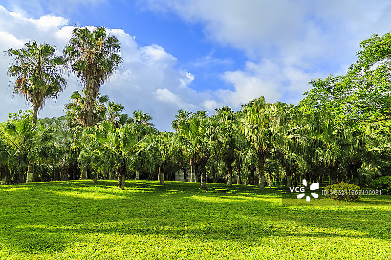 蓝天草地绿树林特写图片素材