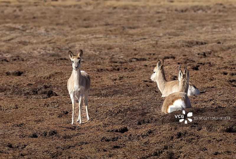 藏原羚，藏羚羊，野生动物，三江源国家公园，可可西里，自然保护区，动物，羊群，哺乳动物，动物主题，可爱图片素材
