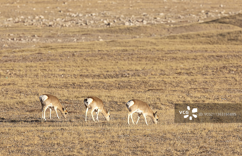 藏原羚，藏羚羊，野生动物，三江源国家公园，可可西里，自然保护区，动物，羊群，哺乳动物，动物主题，可爱图片素材