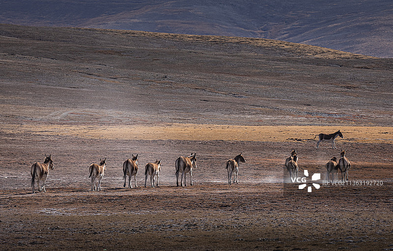 藏野驴在奔跑，藏野驴，野驴，野生动物，三江源国家公园，可可西里，自然保护区，尘土，奔跑，背影，气势图片素材